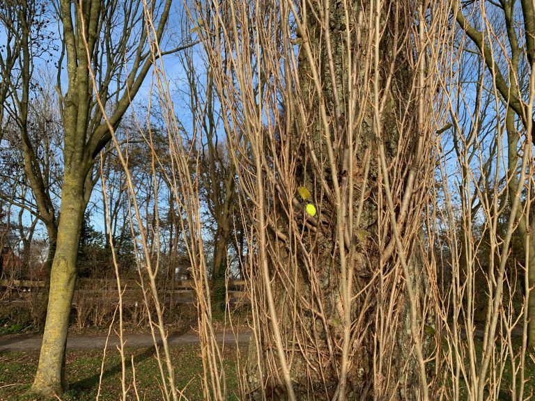 ’t Is een mysterie